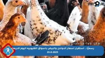 رسميًا.. استقرار أسعار الدواجن والبيض بأسواق القليوبية اليوم الأربعاء 20-8-2025